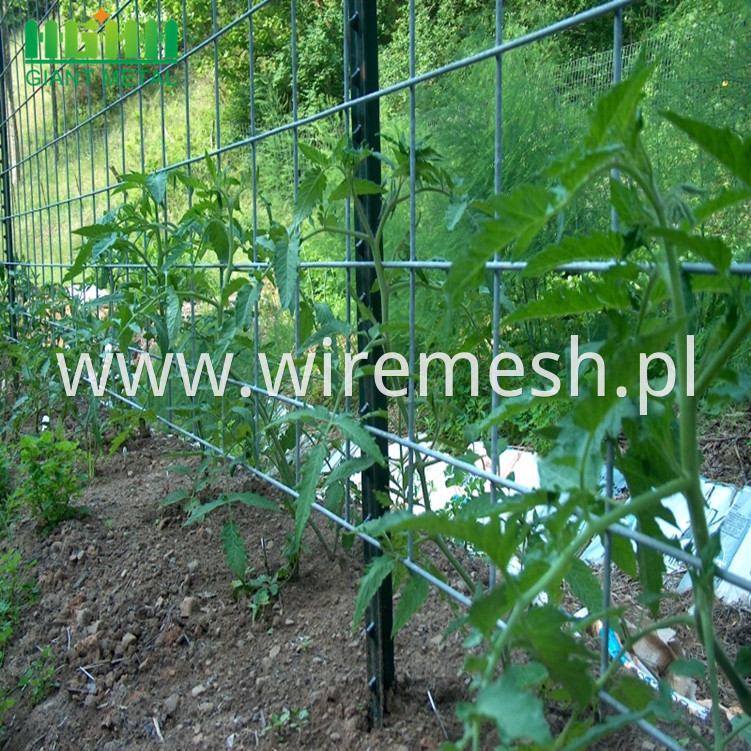 TomatoTrellis-724485_